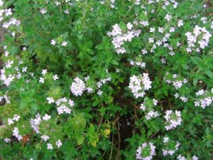 コモンタイムの花