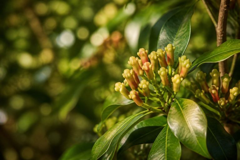 クローブ(花蕾)の植物のようす