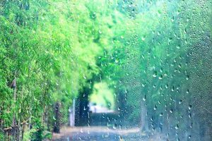 大雨で大切な植物が水没!? 梅雨のガーデニングで陥りやすい意外な落とし穴 | GardenStory (ガーデンストーリ