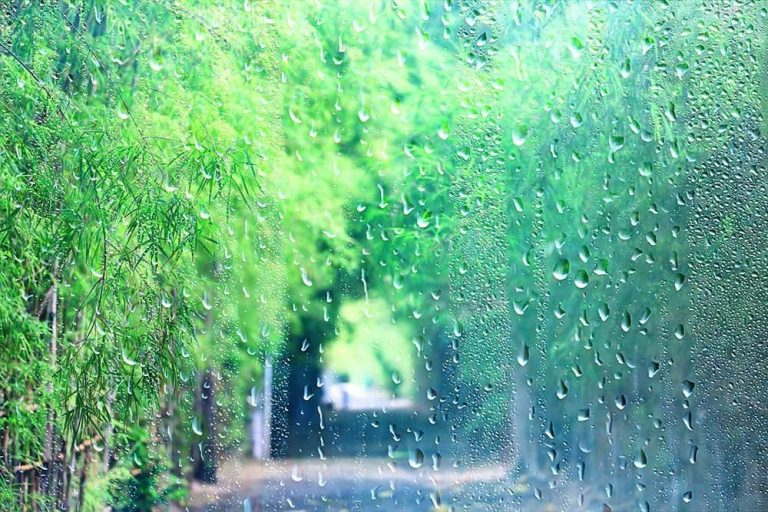 大雨で大切な植物が水没!? 梅雨のガーデニングで陥りやすい意外な落とし穴 | GardenStory (ガーデンストーリ
