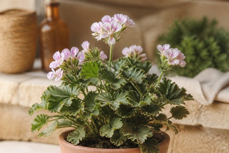 ゼラニウム（葉と花）の植物のようす