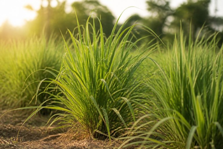 レモングラス（葉）の植物のようす