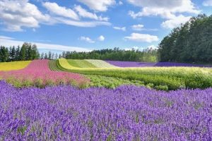 富良野へラベンダーを見に行こう！時期、見どころのすべて！ | 北海道ラボ～グルメ・自然・文化まるごと楽しむ北海道旅行ガイ