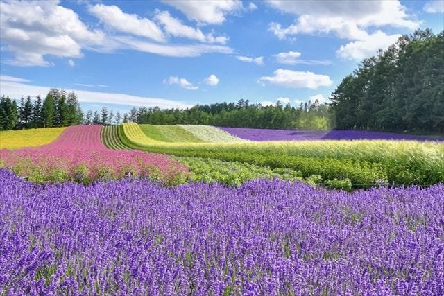 富良野へラベンダーを見に行こう！時期、見どころのすべて！ | 北海道ラボ～グルメ・自然・文化まるごと楽しむ北海道旅行ガイ