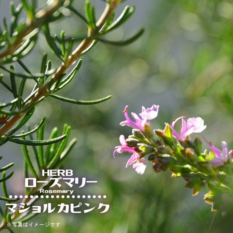 ローズマリーの花