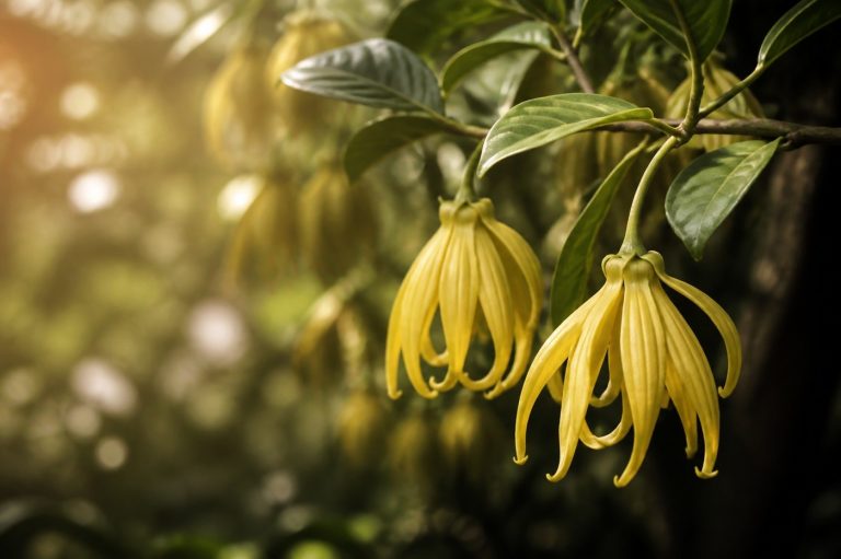 イランイラン（花）の植物のようす
